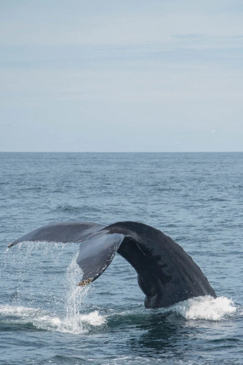 Paint By Numbers | Blue Whale - Black Whale On Body Of Water During Daytime