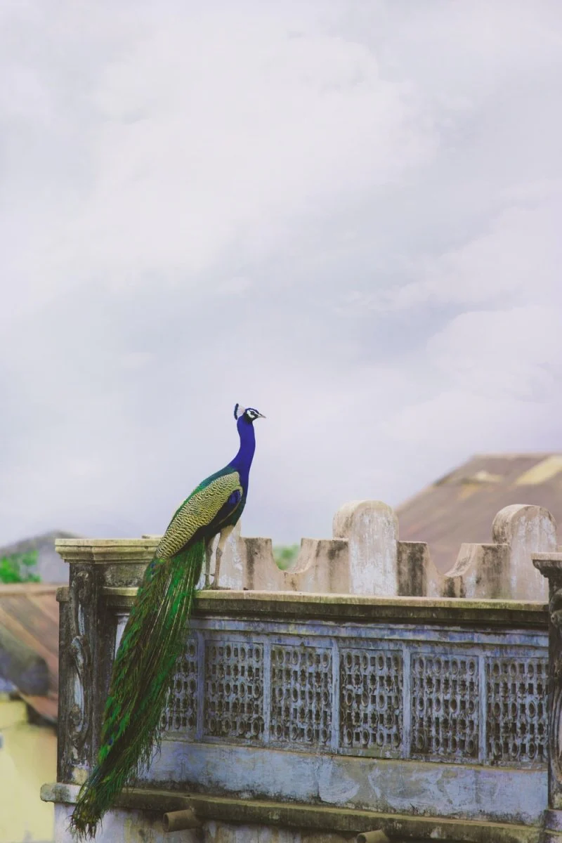 Paint By Numbers | Peacock - Blue And Green Peacock On The Balcony