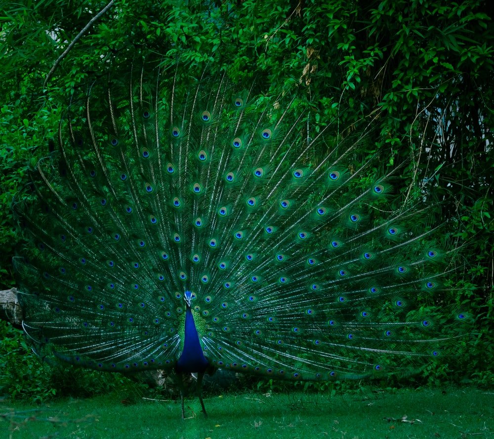 Paint By Numbers | Peacock - Blue And Green Peacock Standing On Grass