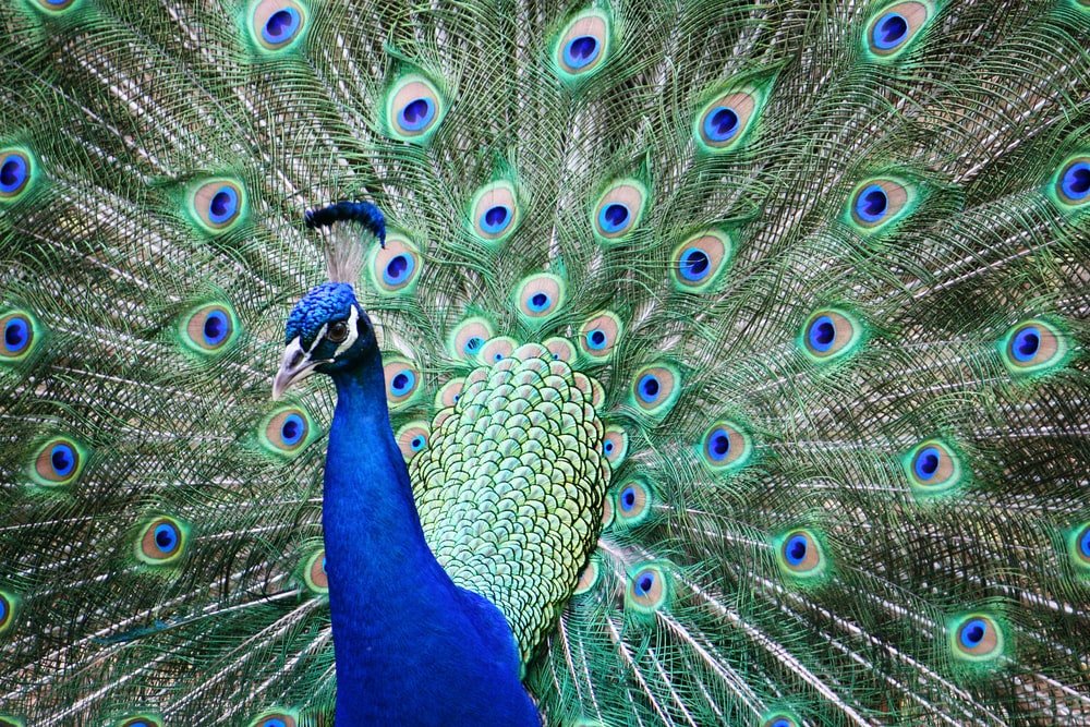 Paint By Numbers | Peacock - Blue And Teal Peacock