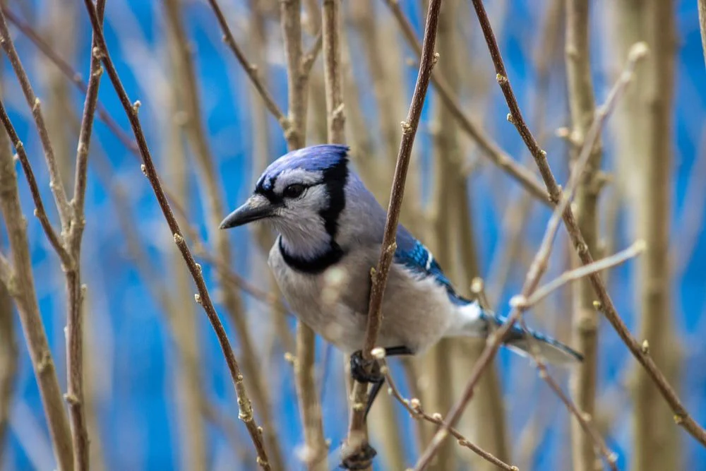 Paint By Numbers | Blue Jay - Blue And White Bird On Brown Tree Branch During Daytime