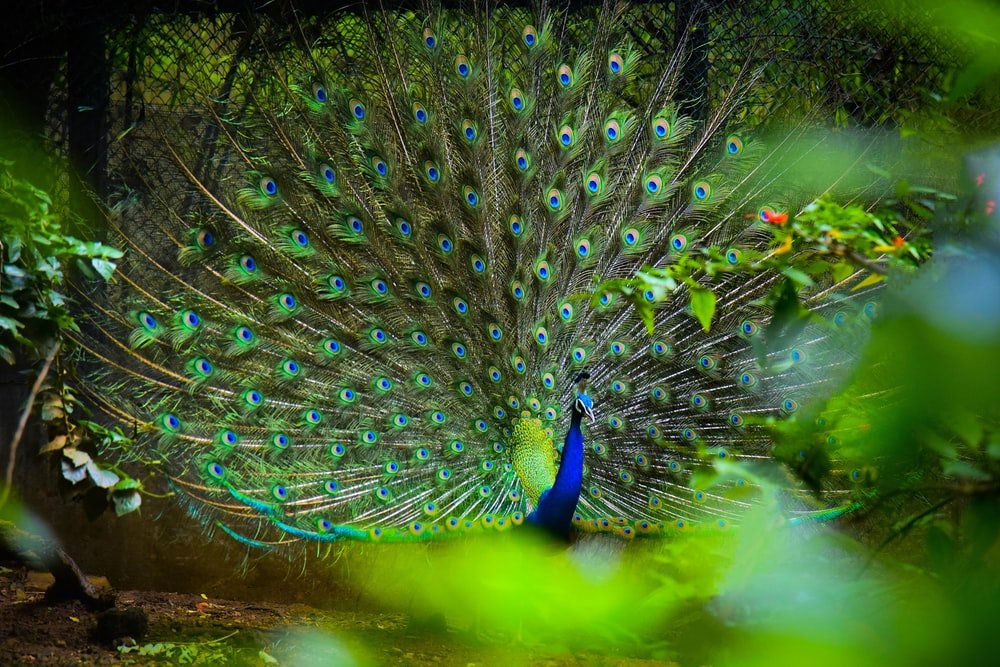 Paint By Numbers | Peacock - Blue And Yellow Peacock