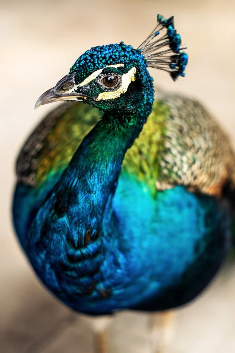 Paint By Numbers | Peacock - Blue Green And Brown Peacock