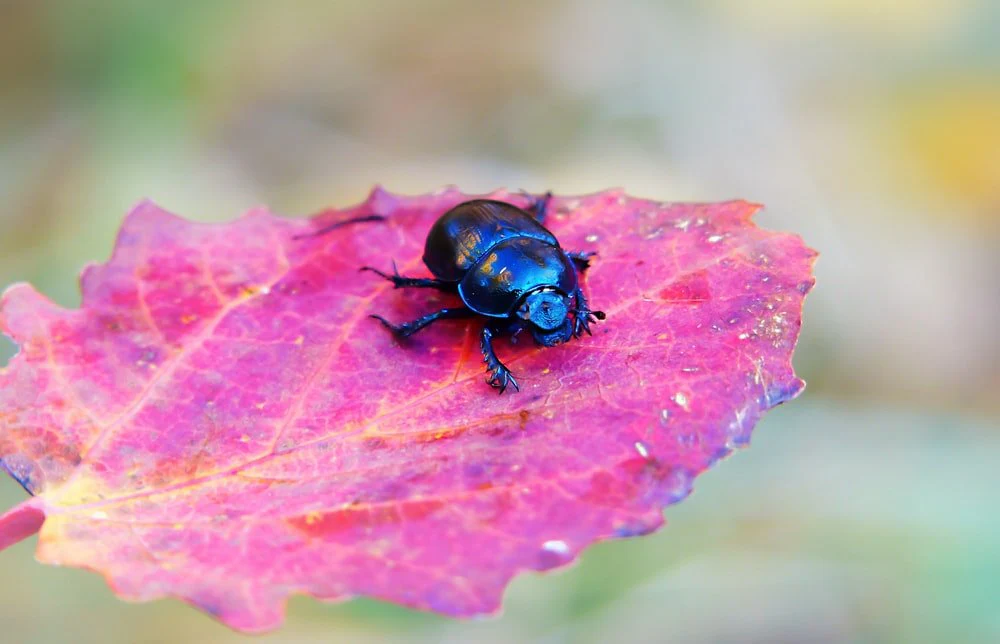 Paint By Numbers | Beetle - Blue Insect On The Purple Leafed Plant