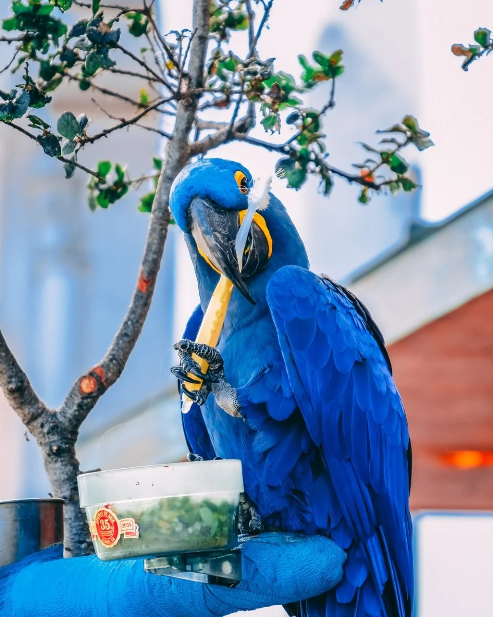 Paint By Numbers | Parrot - Blue Macaw Holding Toothbrush During Daytime