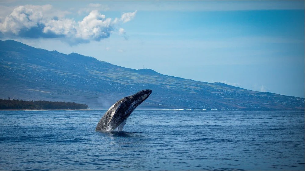 Paint By Numbers | Blue Whale - Blue Sky And White Clouds Over Mountains