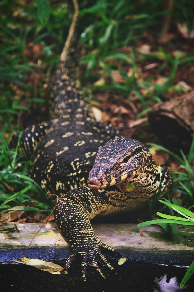 Paint By Numbers | Monitor Lizard - Brown 4-Legged Animal On Green Grass Field