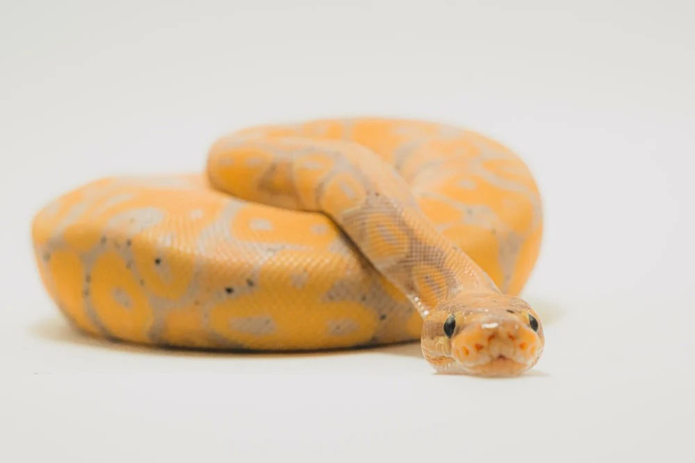 Paint By Numbers | Anaconda - Brown And Beige Snake On White Surface