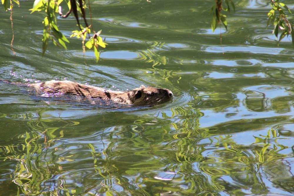 Paint By Numbers | Beaver - Brown And Black Animal On Water