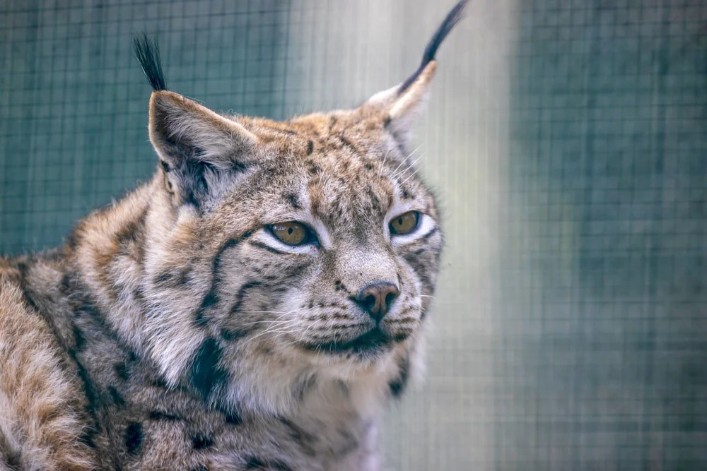 Paint By Numbers | Bobcat - Brown And Black Cat In Cage