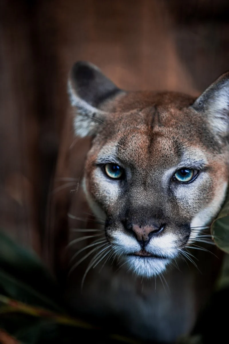 Paint By Numbers | Cougar - Brown And Black Cheetah In Close Up Photography