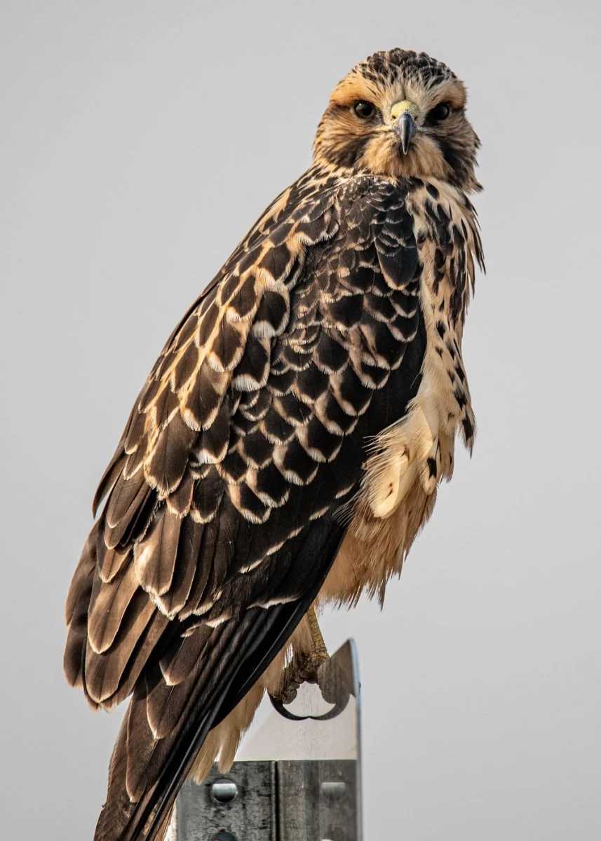 Paint By Numbers | Buzzard - Brown And Black Eagle Flying