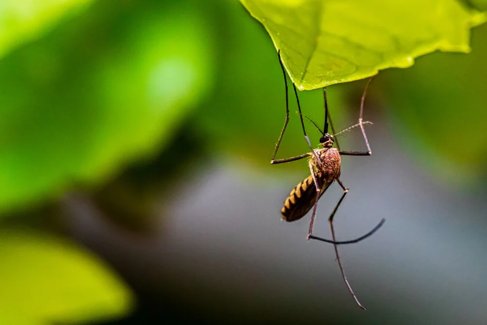 Paint By Numbers | Mosquito - Brown And Black Insect