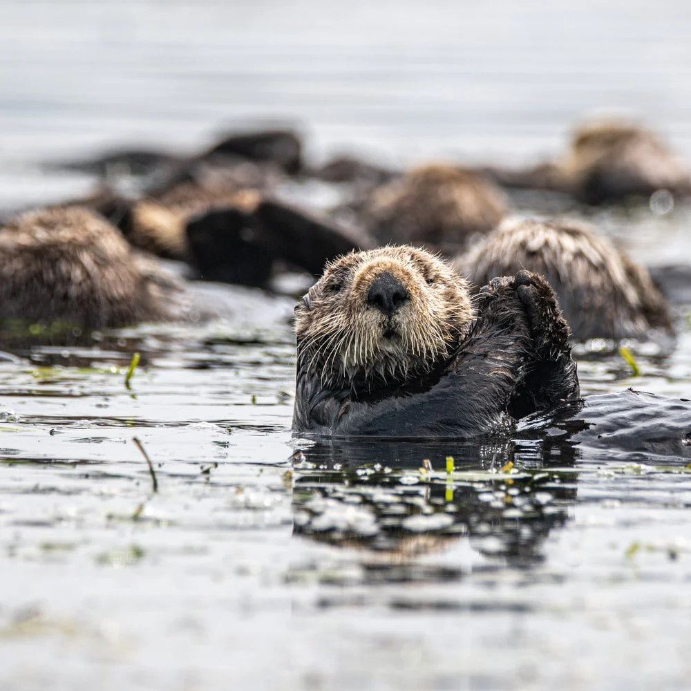 Paint By Numbers | Otter - Brown And Black Sea Lion On Water During Daytime