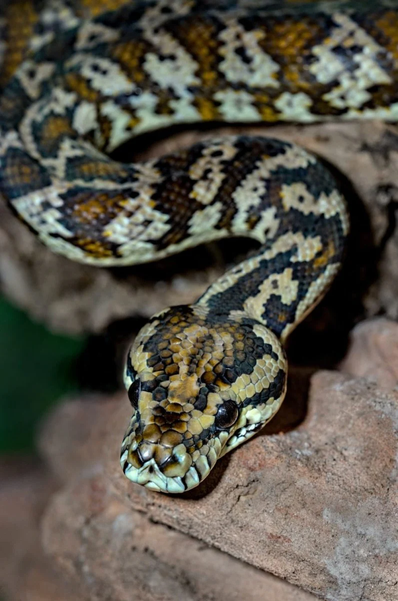 Paint By Numbers | Snake - Brown And Black Snake - Image 5