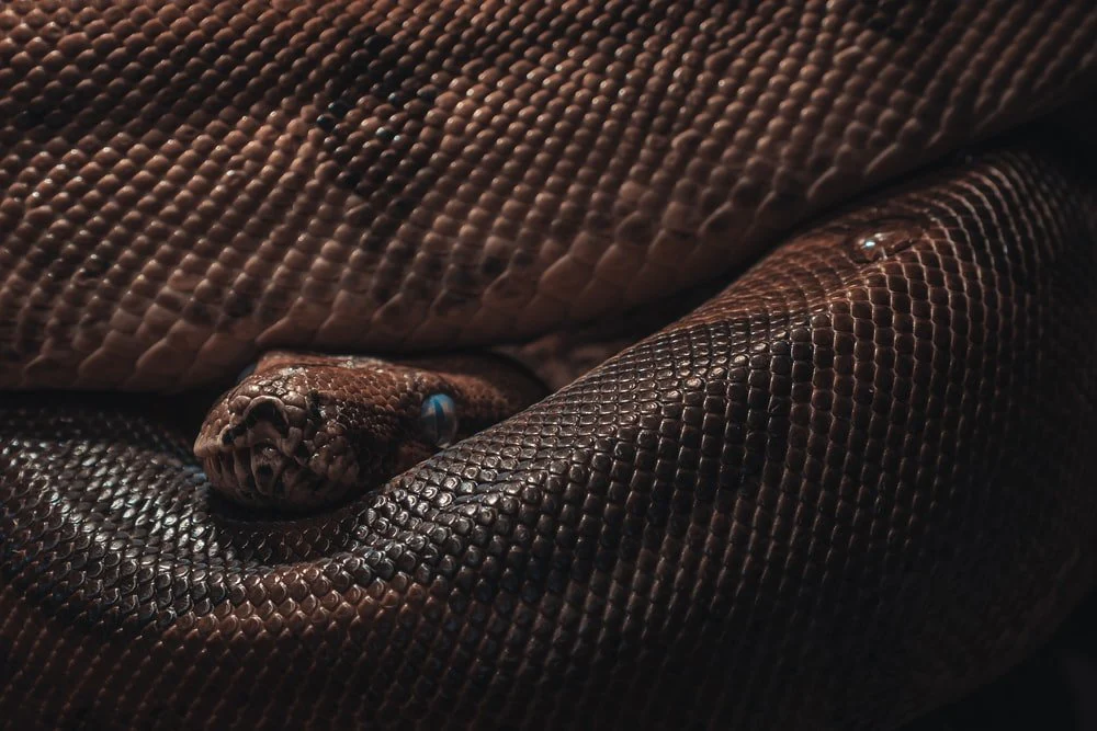 Paint By Numbers | Anaconda - Brown And Black Snake Skin Textile