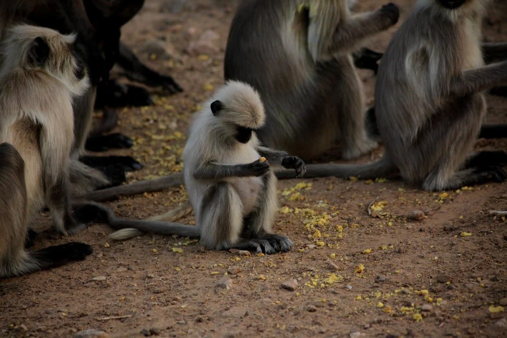Paint By Numbers | Baboon - Brown And Gray Monkeys