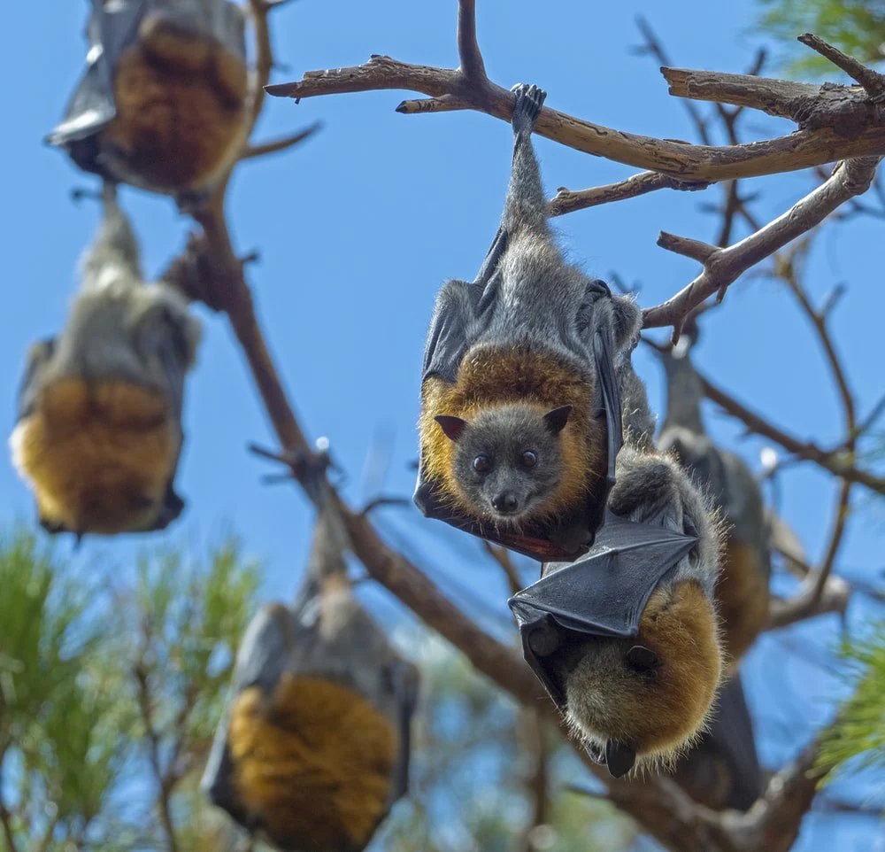 Paint By Numbers | Bat - Brown And Gray Squirrel On Brown Tree Branch During Daytime