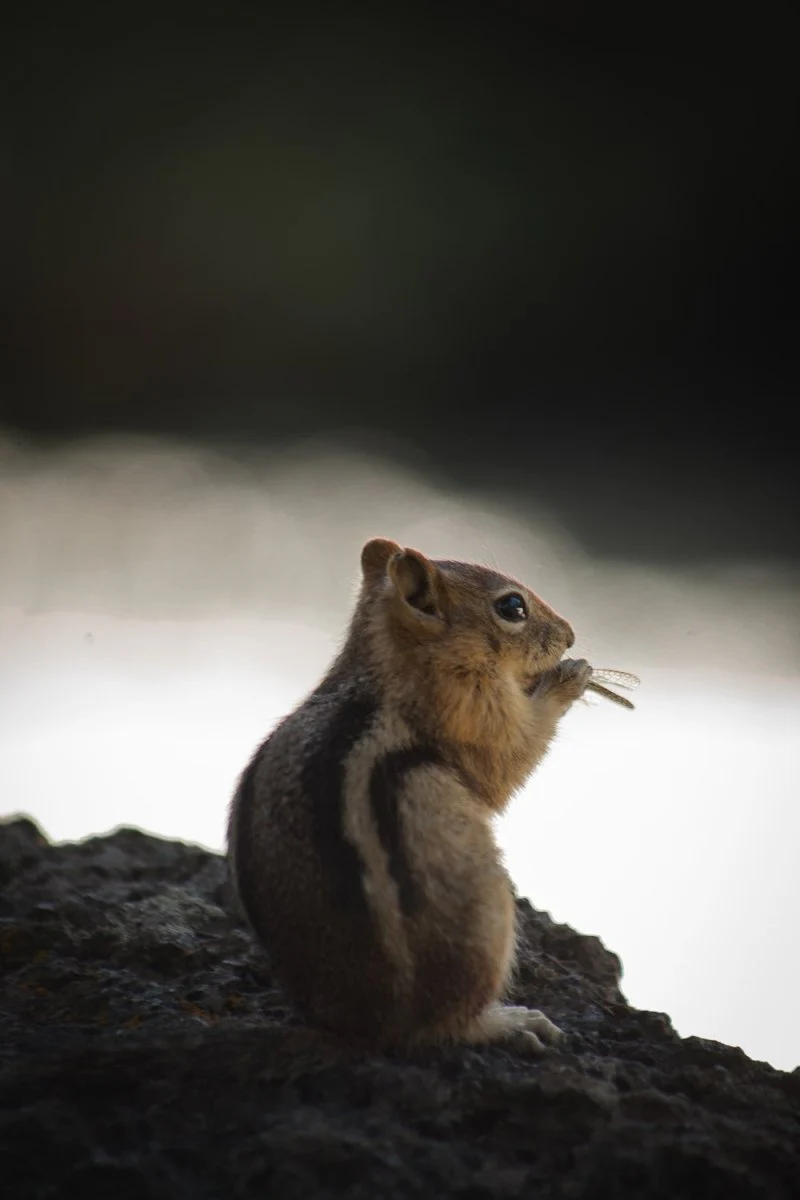 Paint By Numbers | Chipmunk - Brown And Gray Squirrel On Rock Formation