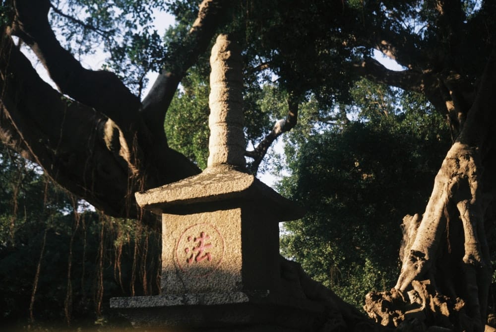 Paint By Numbers | Quanzhou - Brown And Green Tree During Daytime