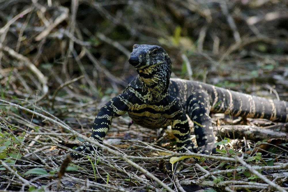 Paint By Numbers | Monitor Lizard - Brown And Grey Lizard On Green Grass