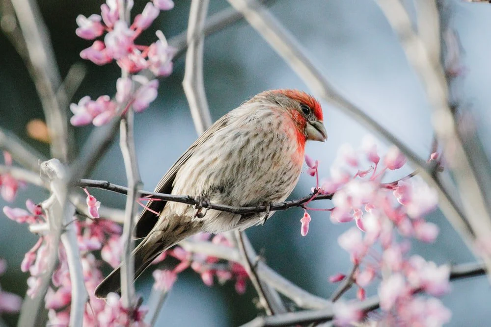 Paint By Numbers | Finch - Brown And Red Bird On Pink Flower