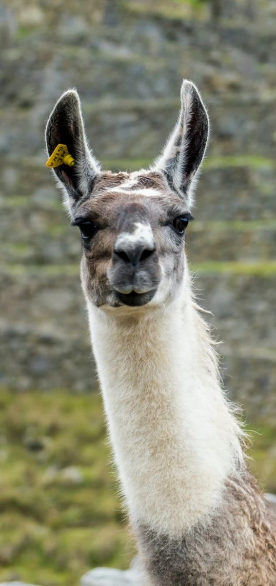 Paint By Numbers | Llama - Brown And White Alpaca