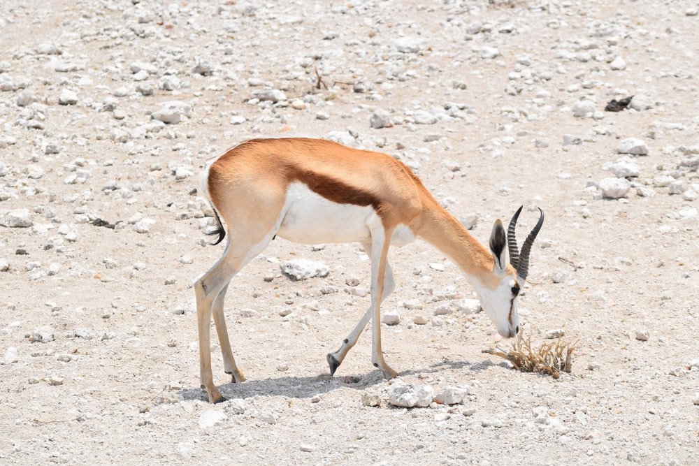 Paint By Numbers | Antelope - Brown And White Animal