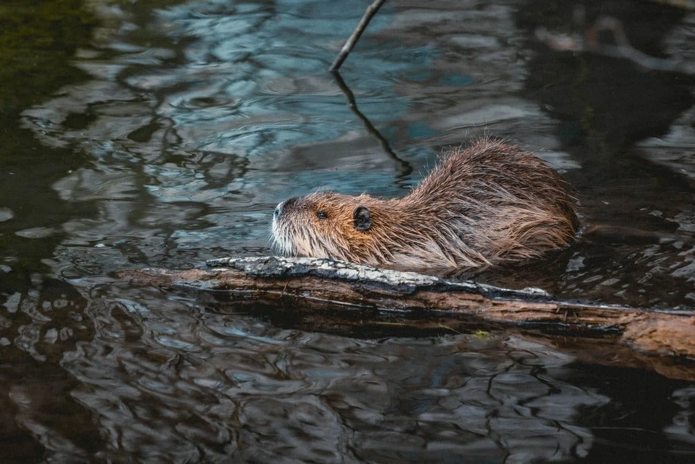 Paint By Numbers | Beaver - Brown And White Animal In Water