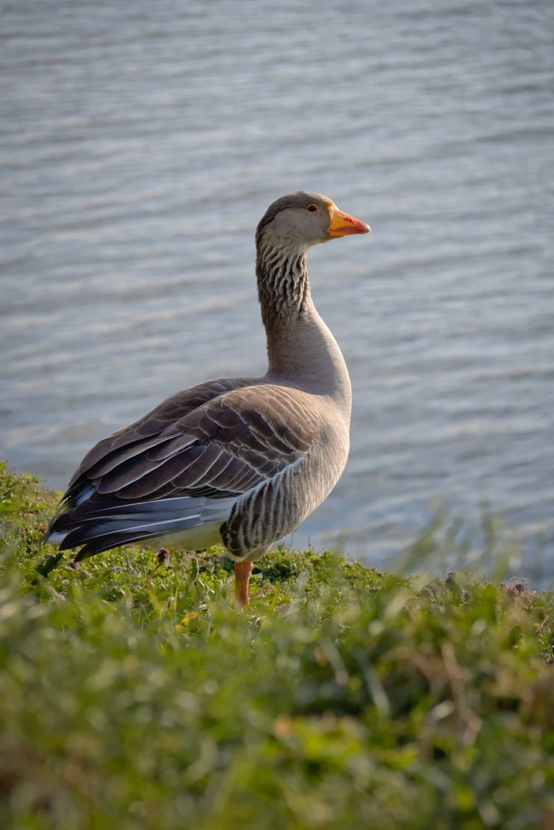 Paint By Numbers | Goose - Brown And White Duck On Green Grass Field Near Body Of Water During Daytime