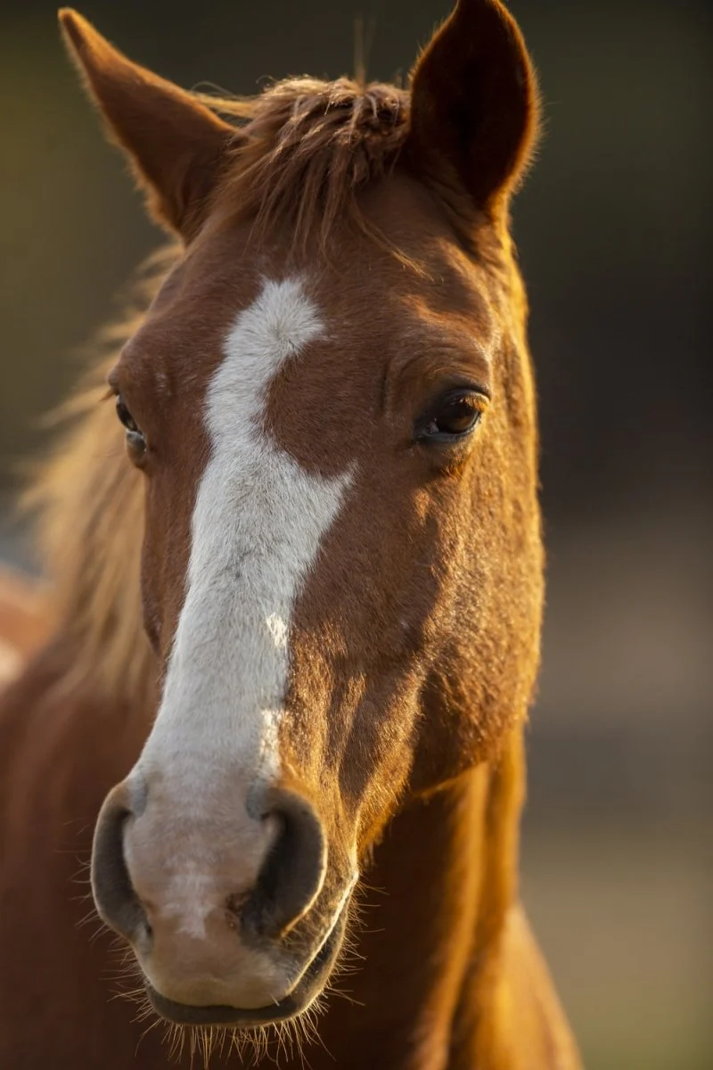 Paint By Numbers | Horse - Brown And White Horse Head