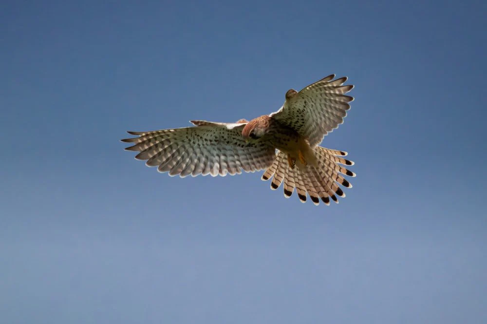 Paint By Numbers | Falcon - Brown And White Owl Flying During Daytime