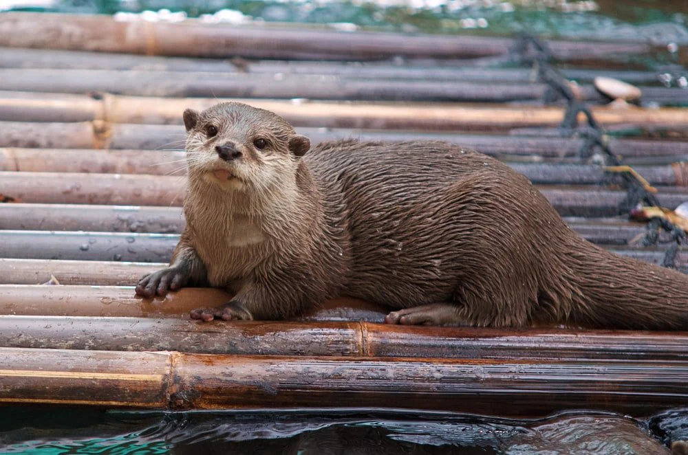 Paint By Numbers | Otter - Brown And White Seal On Brown Wooden Surface