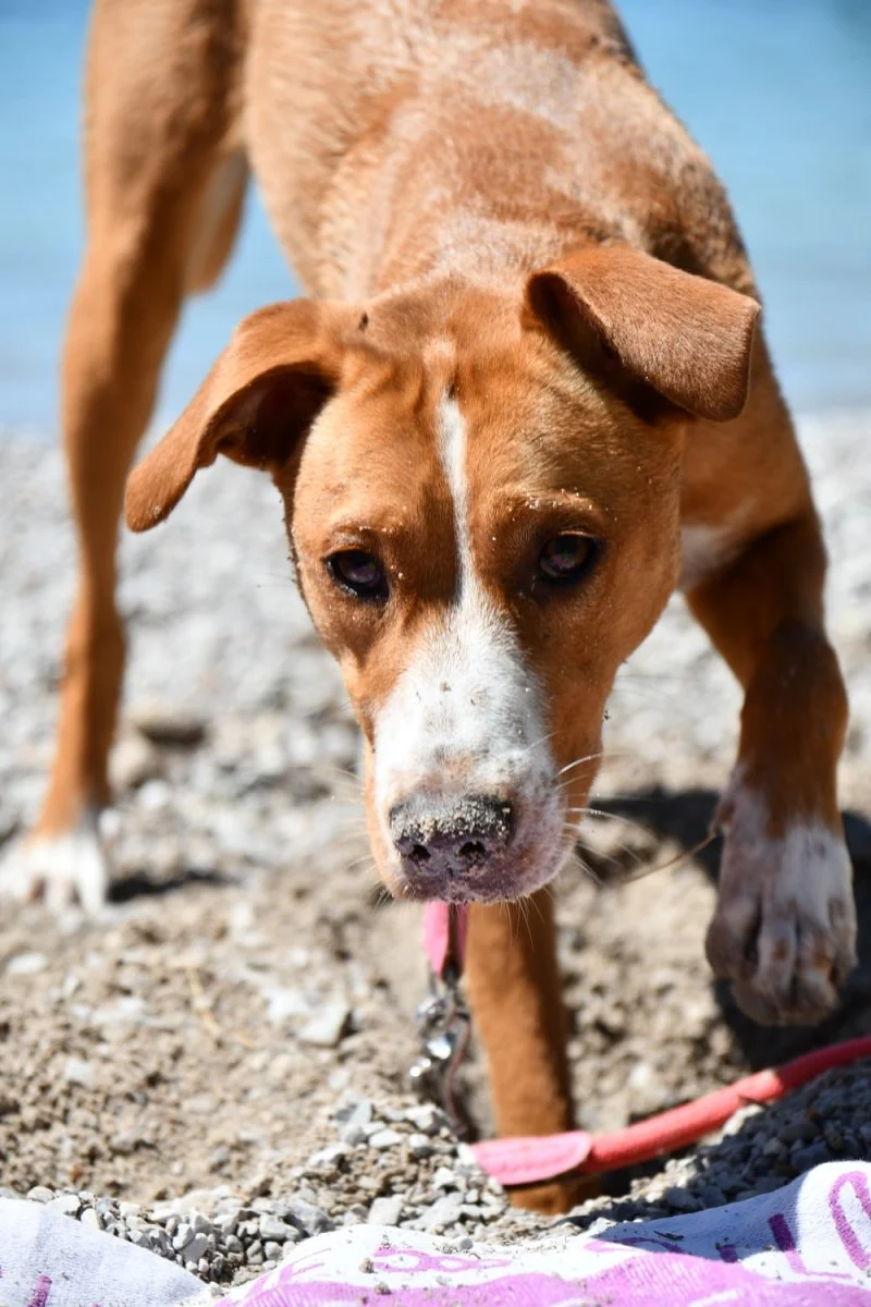 Paint By Numbers | Basset Hound - Brown And White Short Coated Dog On Gray Sand During Daytime