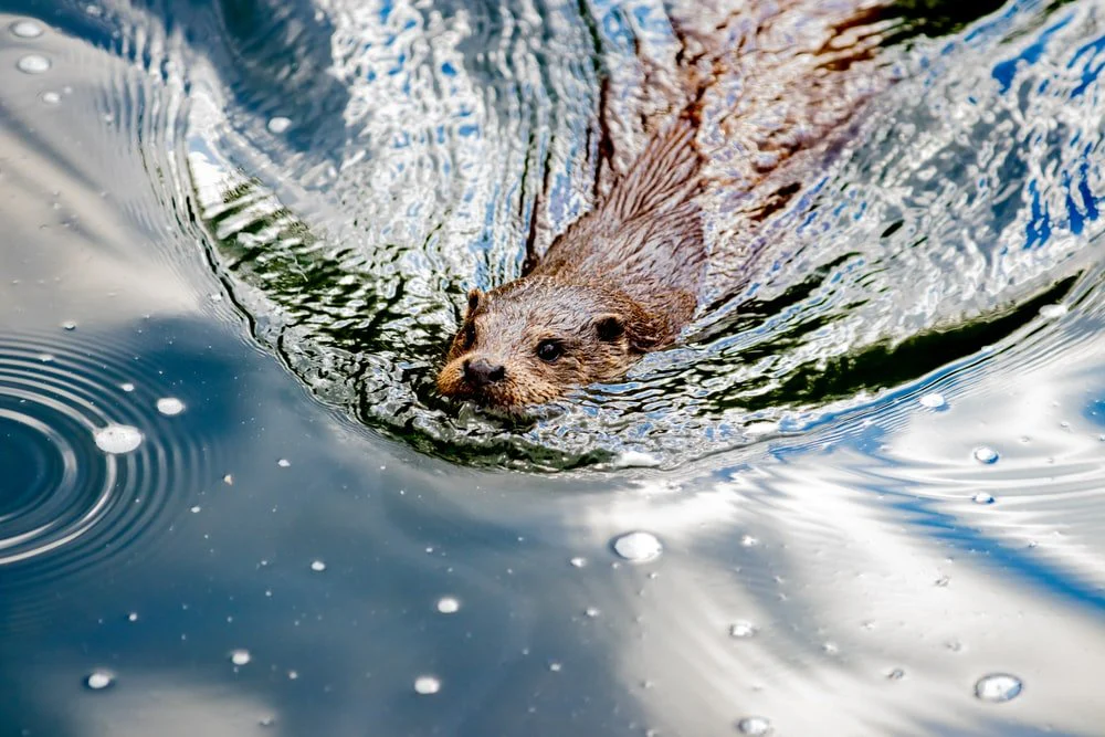 Paint By Numbers | Beaver - Brown Animal On Body Of Water