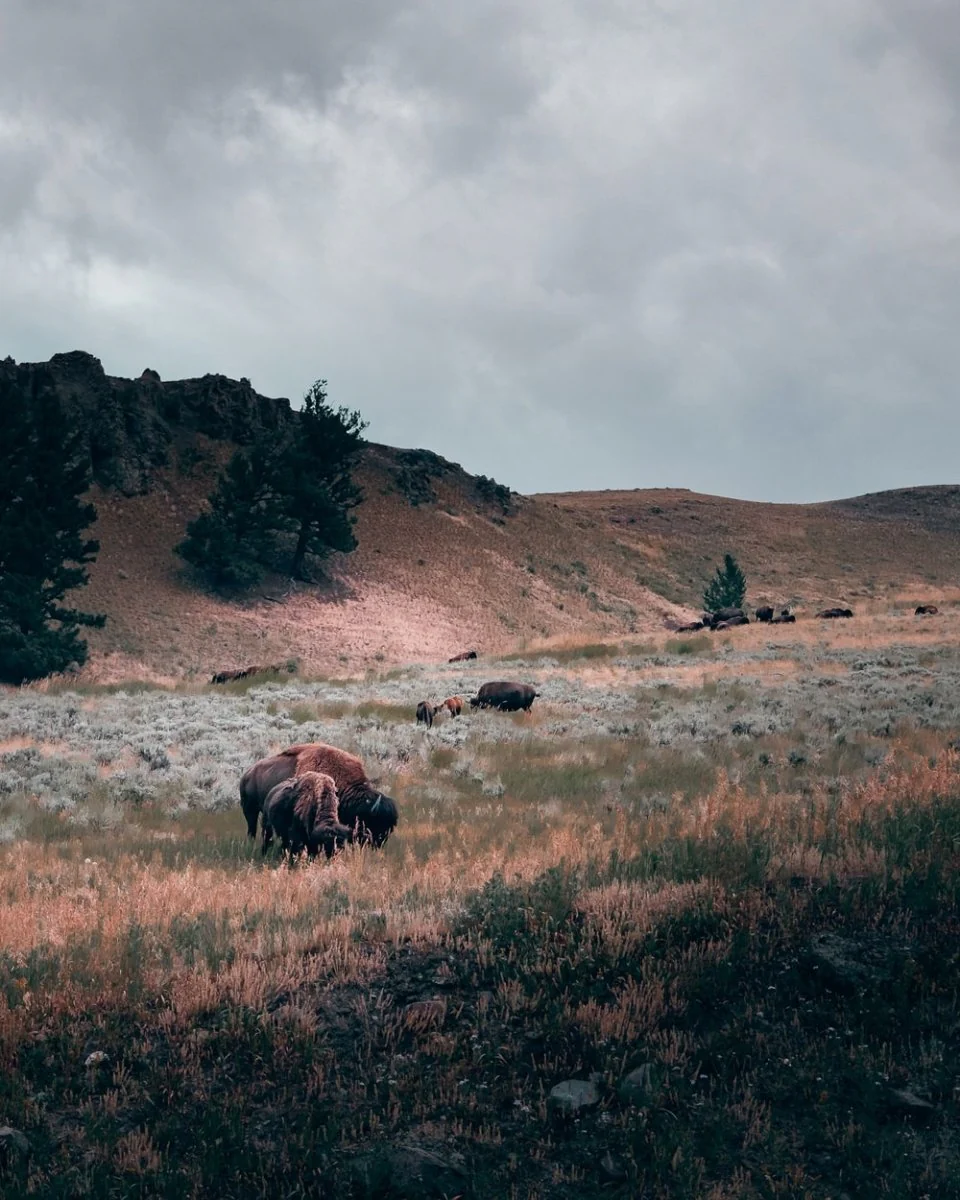 Paint By Numbers | Bison - Brown Animal On Brown Grass Field During Daytime
