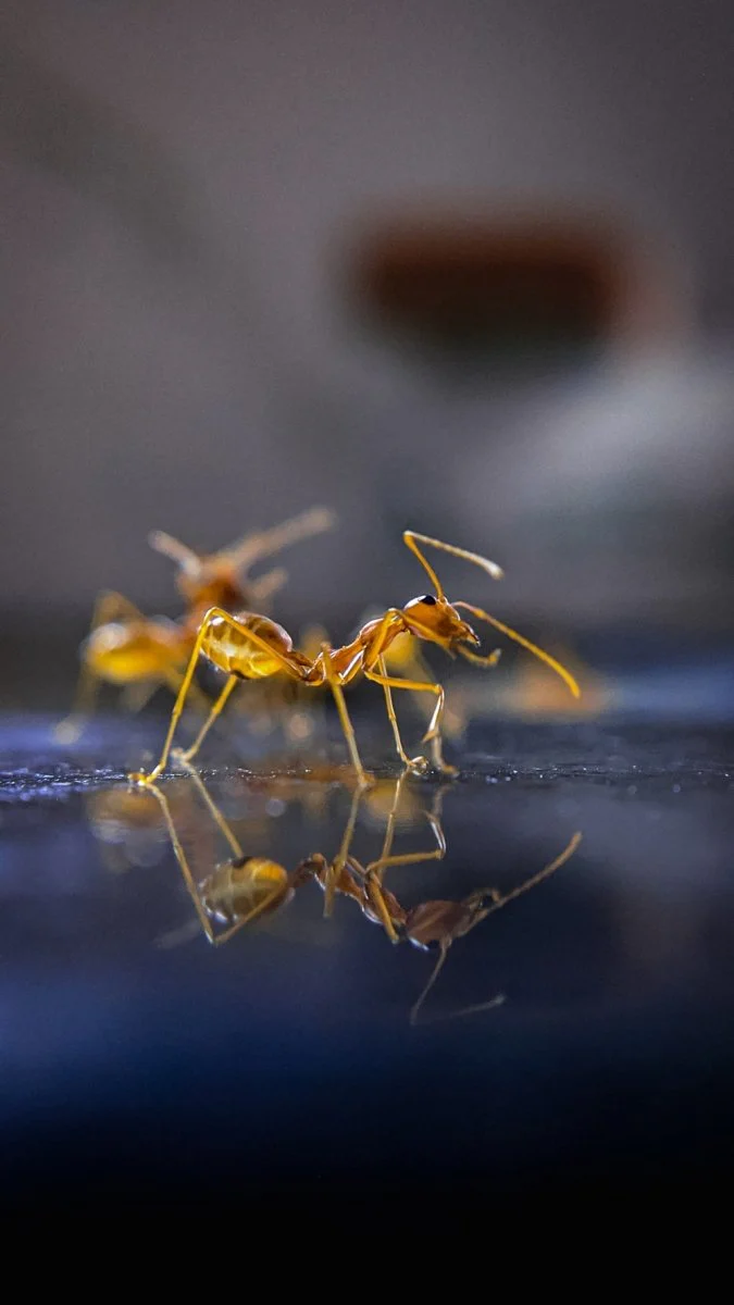 Paint By Numbers | Ant - Brown Ant On Blue Surface