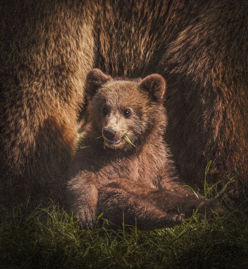 Paint By Numbers | Bear - Brown Bear On Focus Photography
