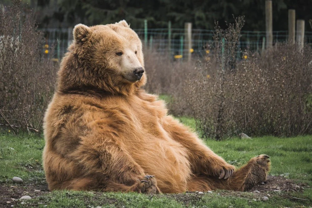 Paint By Numbers | Bear - Brown Bear Sitting On Grass Field