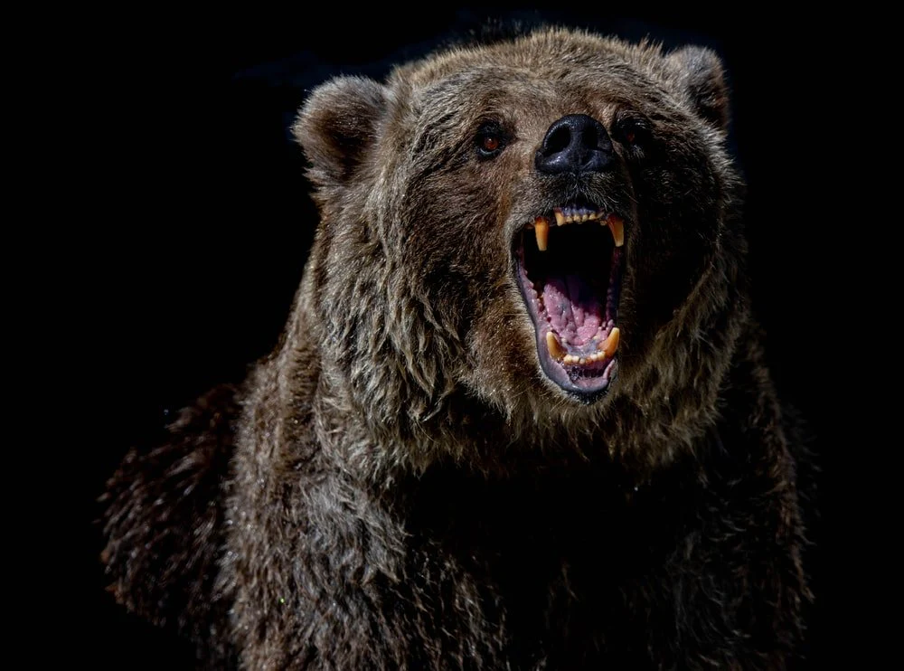 Paint By Numbers | Bear - Brown Bear With Blue Eyes