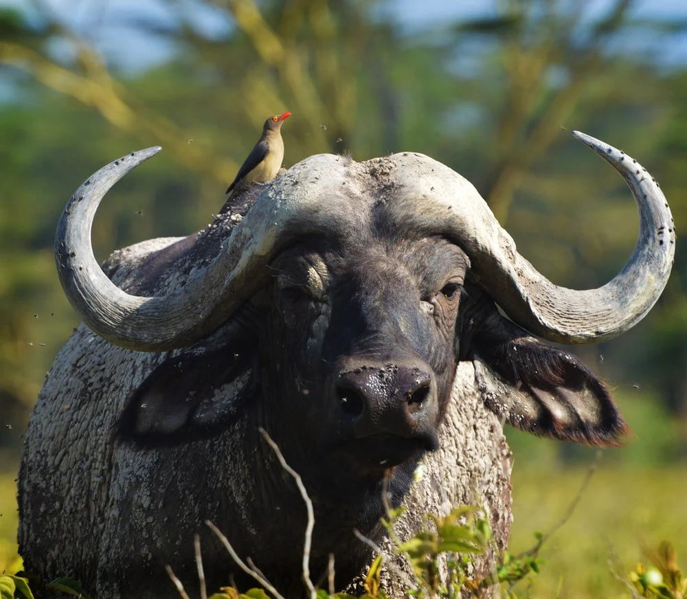 Paint By Numbers | Buffalo - Brown Bird On Top Of Black Buffalo In Selective Focus Photography