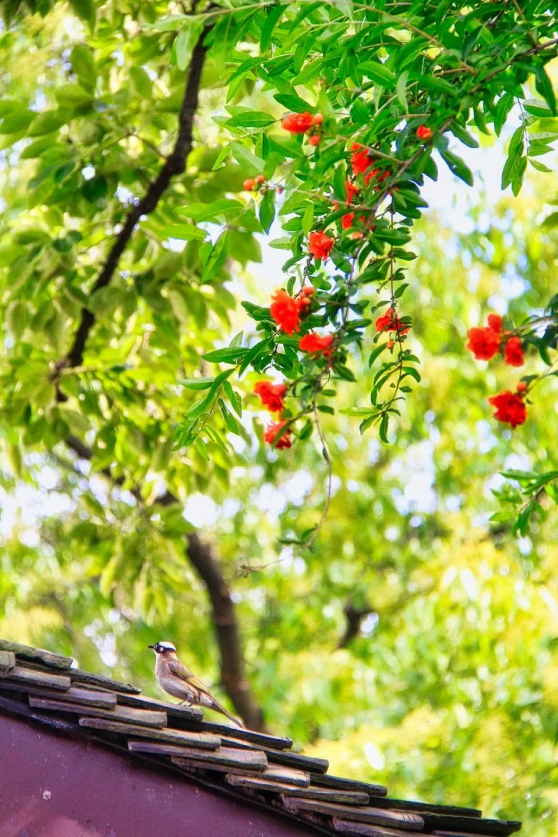 Paint By Numbers | Hangzhou - Brown Bird On Tree Branch During Daytime
