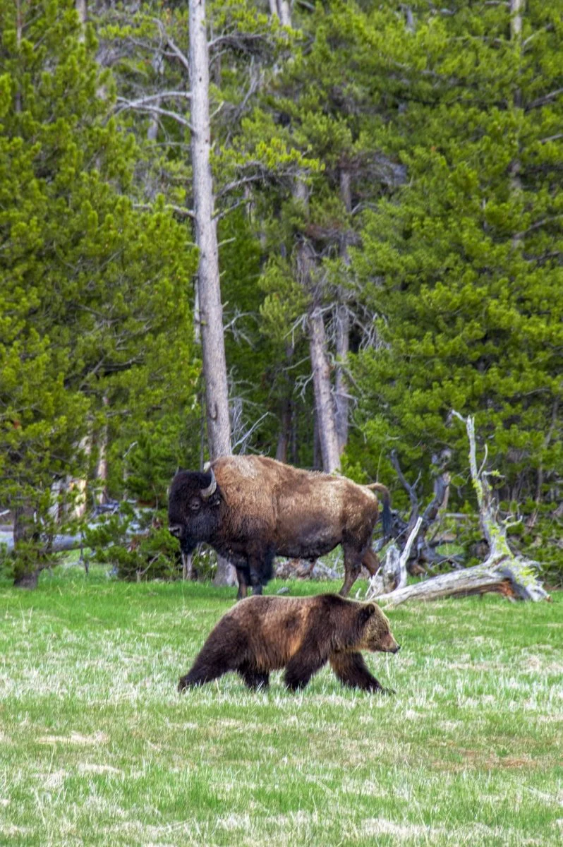 Paint By Numbers | Bear - Brown Bison Standing Near Brown Grizzly Bear