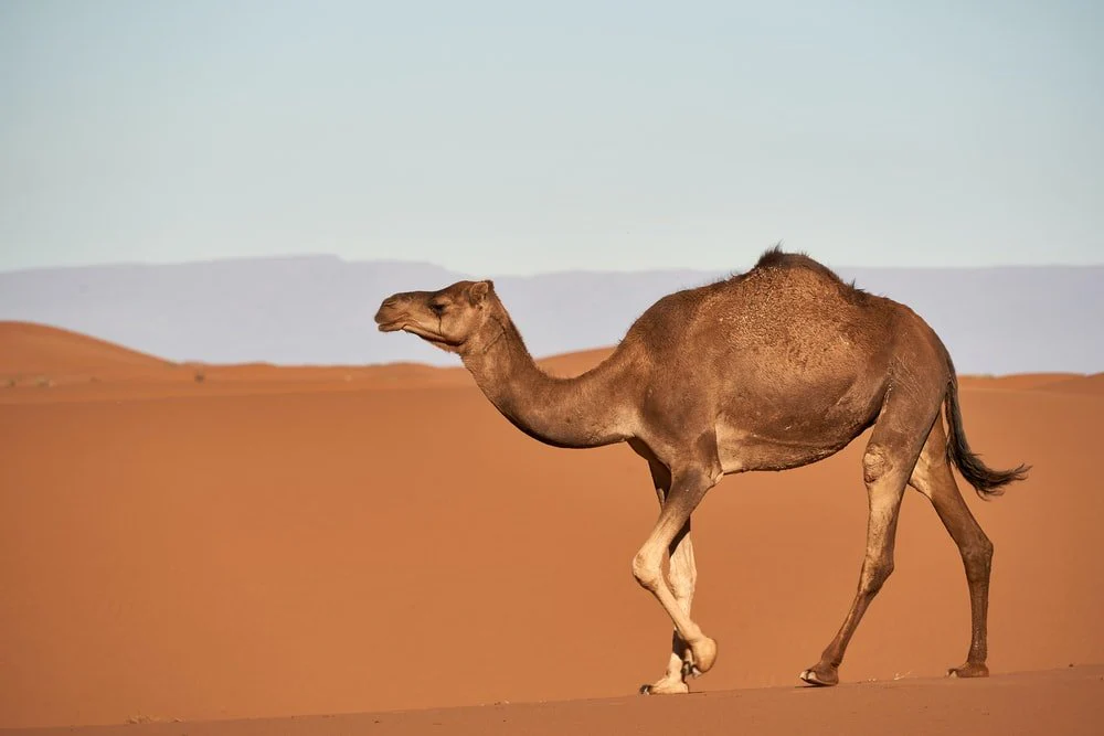 Paint By Numbers | Camel - Brown Camel On Desert During Daytime