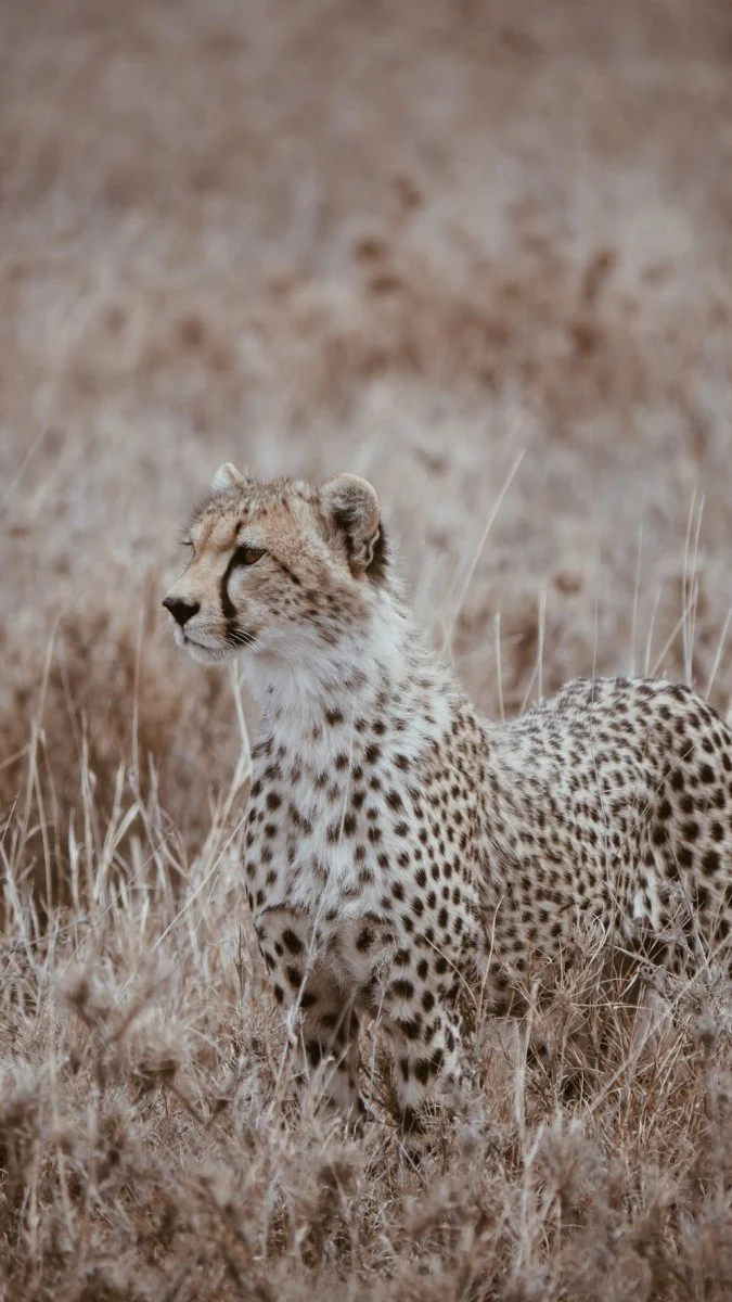 Paint By Numbers | Cheetah - Brown Cheetah During Daytime