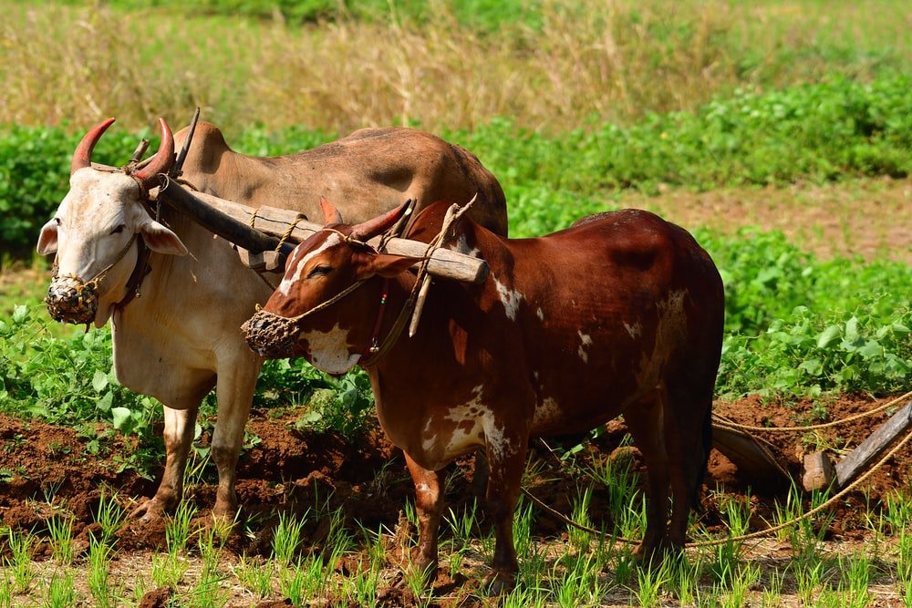 Paint By Numbers | Ox - Brown Cow On Green Grass Field During Daytime