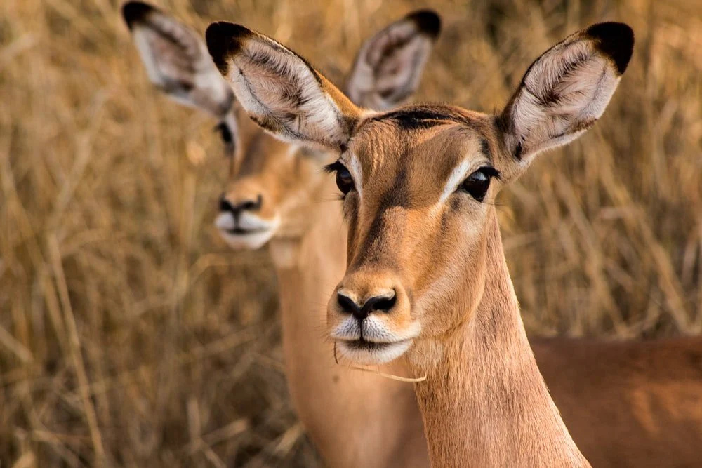 Paint By Numbers | Impala - Brown Deer On Brown Grass Field During Daytime