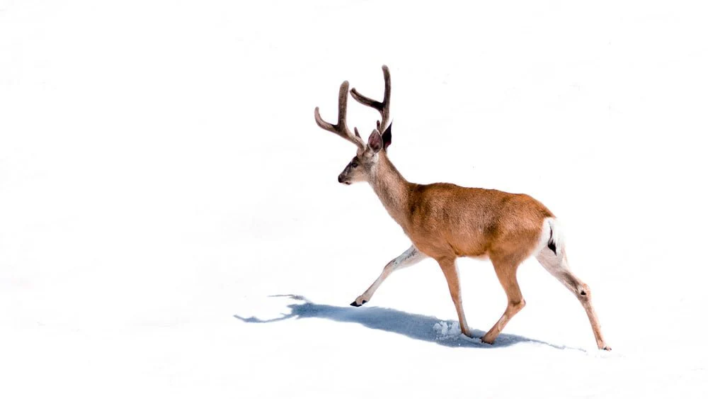 Paint By Numbers | Caribou - Brown Deer On White Background