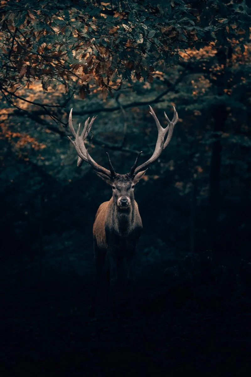 Paint By Numbers | Deer - Brown Deer Under Tree - Image 2