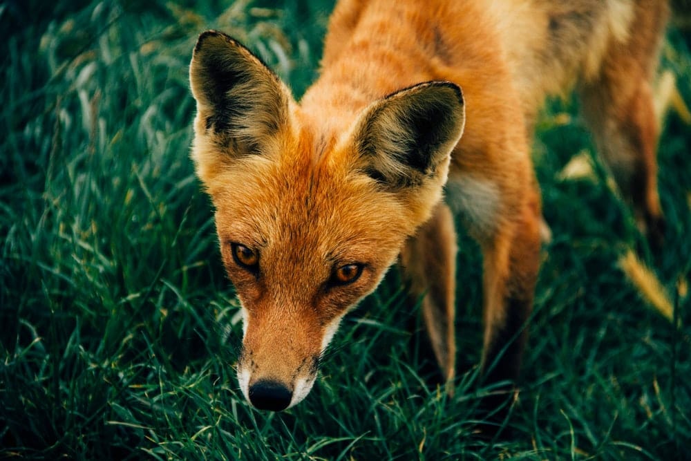 Paint By Numbers | Shrew - Brown Dog On Grass